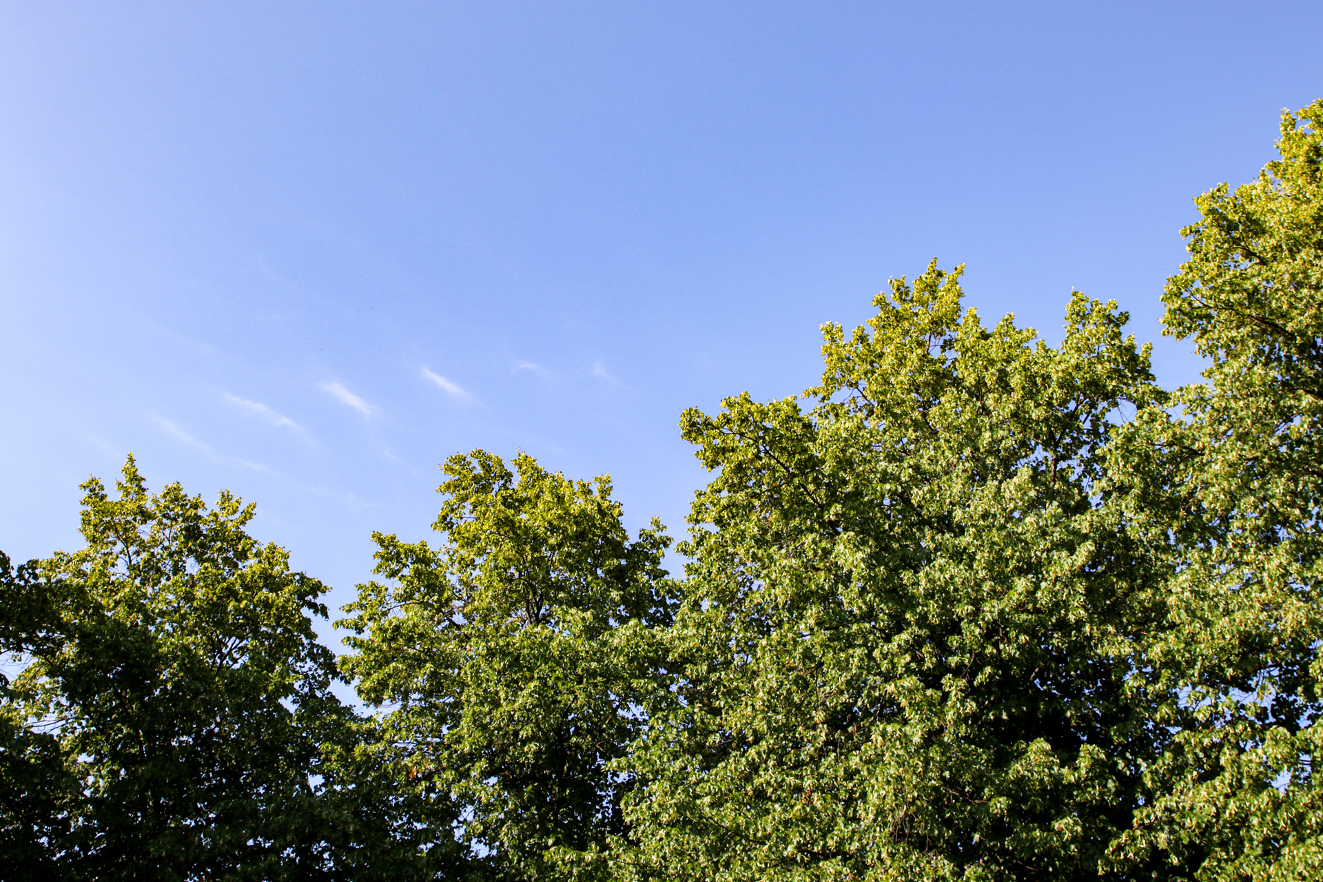 Bilden visar en blå himmel och gröna trädtoppar.