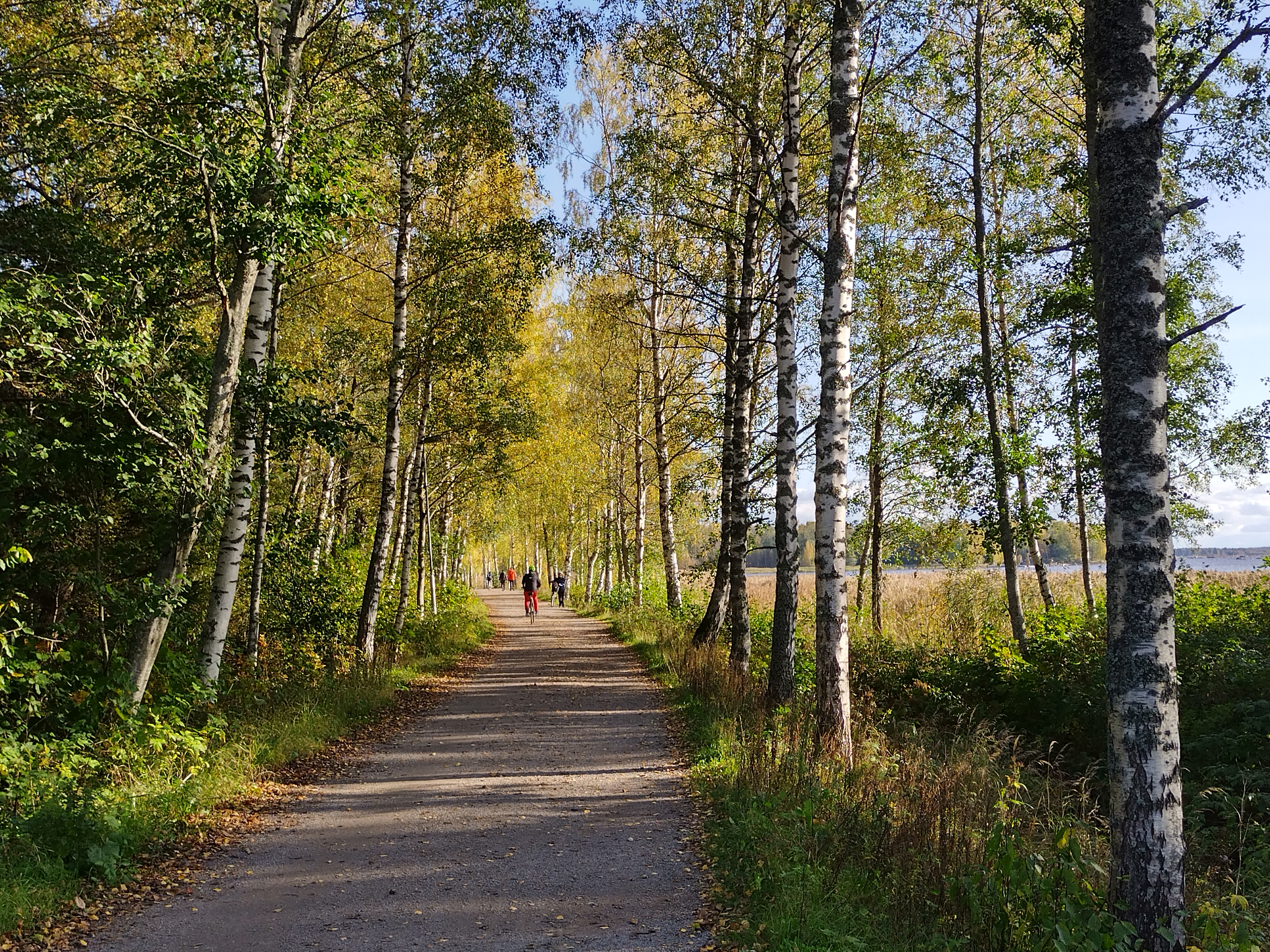 En stig omgiven av björkar på en solig dag. Människor syns promenera i fjärran.