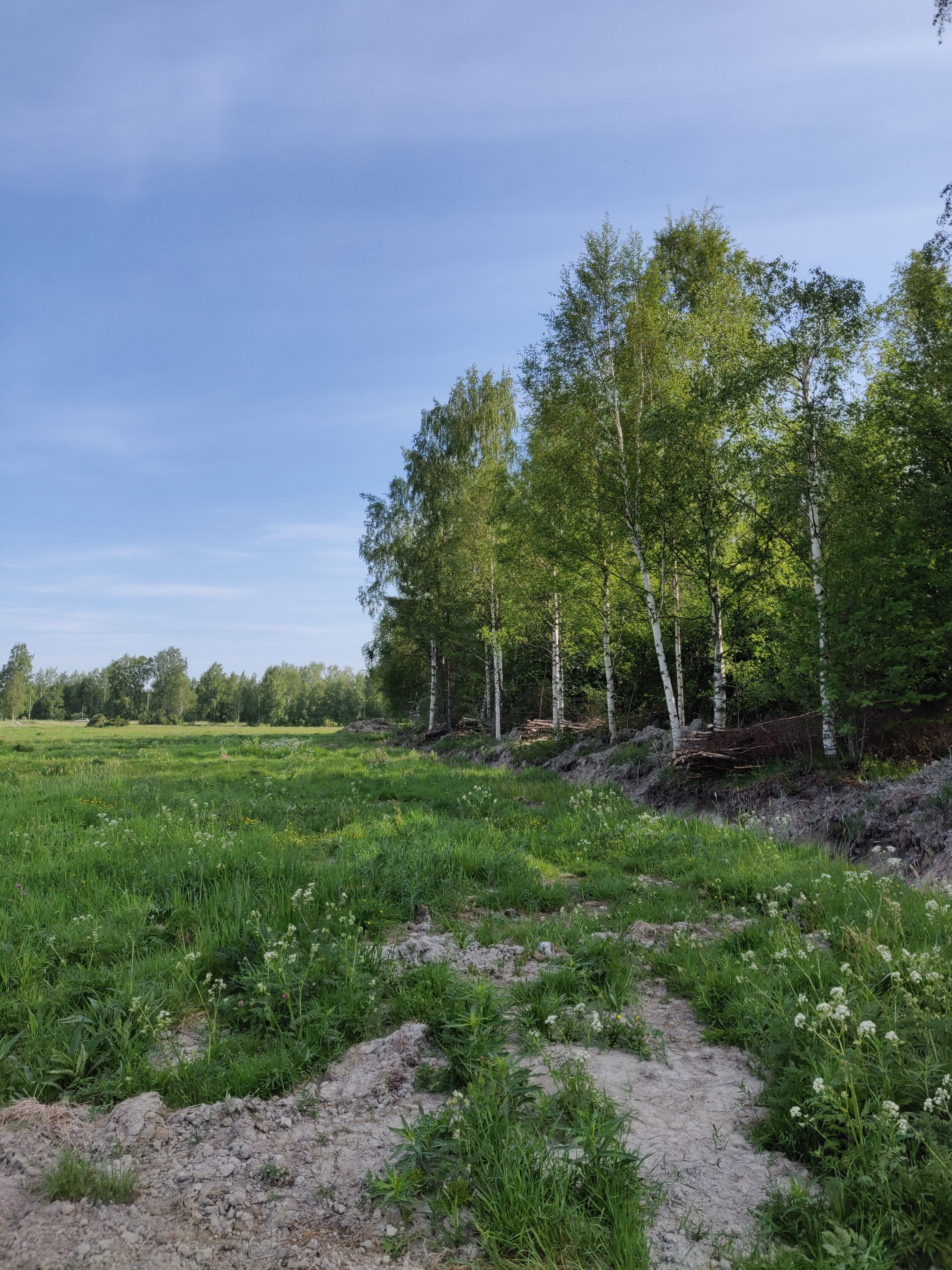 Ett sommarlandskap med grönt gräs och björkträd under en blå himmel.