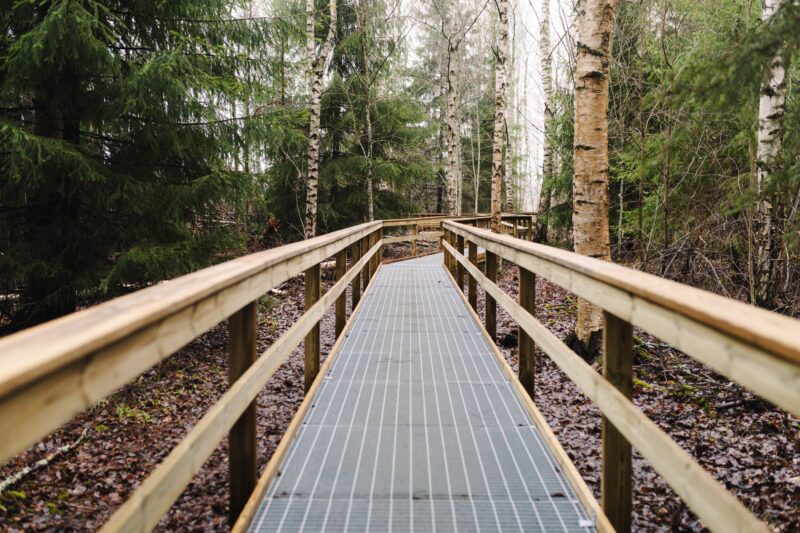 En spång som går genom en skog, omgiven av björk- och granträd.