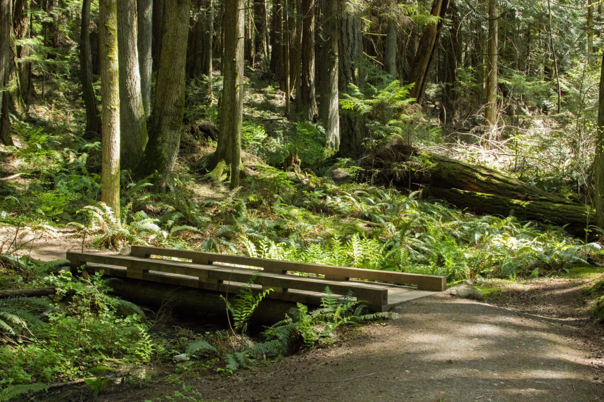 A wooden bridge on a forest trail surrounded by lush greenery, ferns, and tall trees.