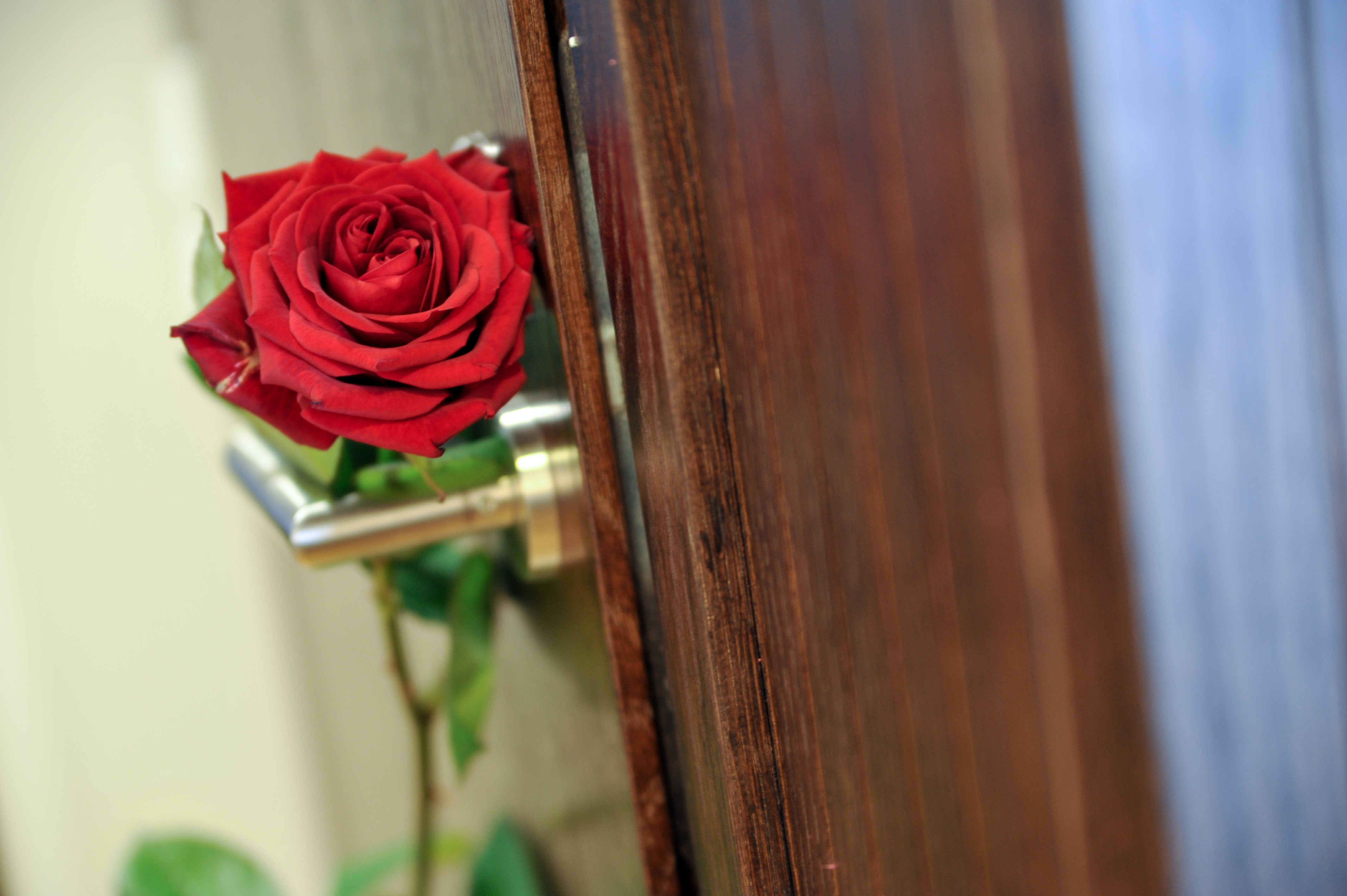 A red rose inserted into a door handle.